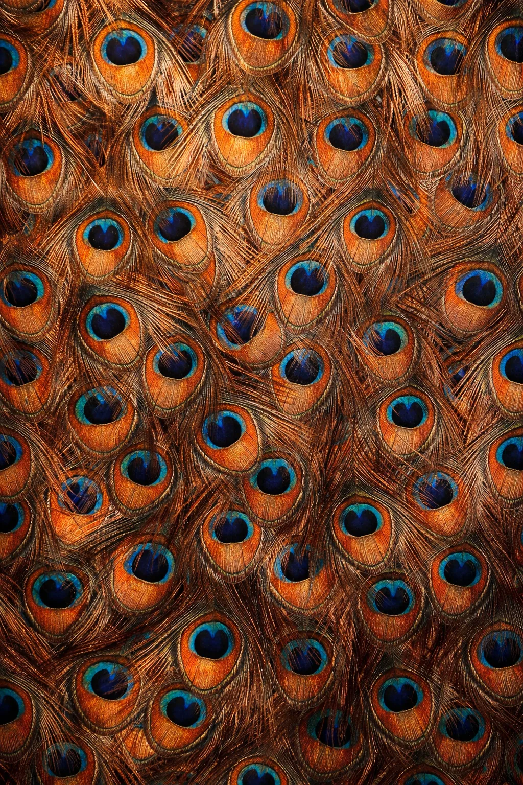Close-up of overlapping peacock feathers
