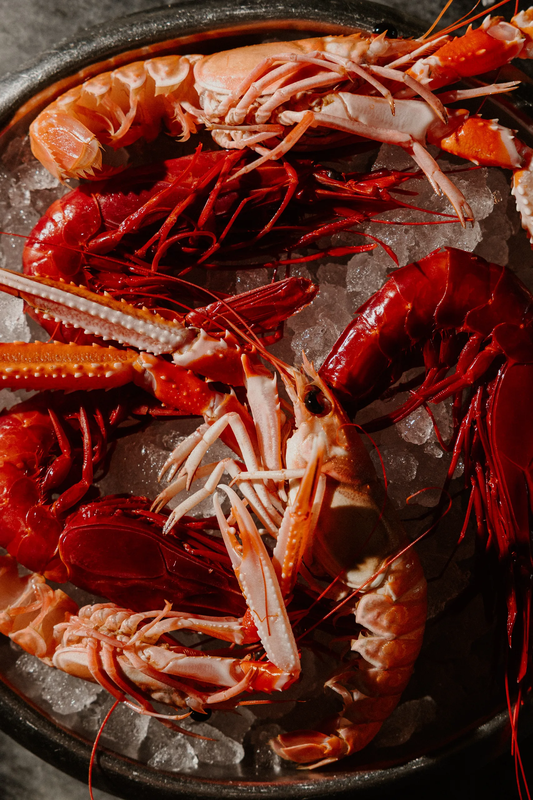 Langoustines and red prawns on crushed ice